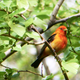 Illustration for article titled iBirders: The Central Park Effect/i
